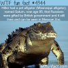 hitlers pet alligator wtf fun facts