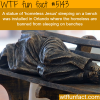 homeless jesus statue in orlando wtf fun facts