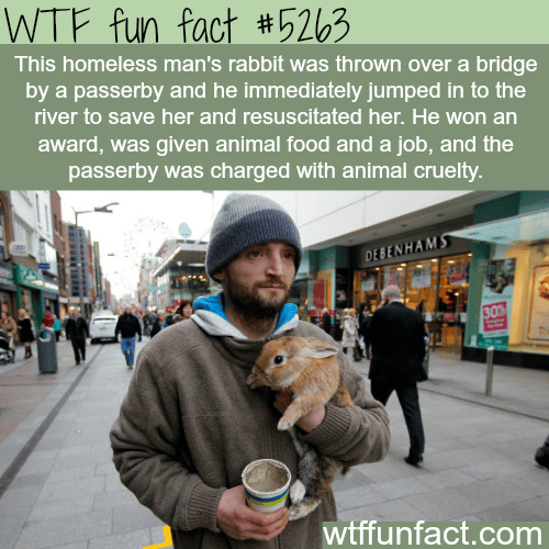 Homeless man jumps into a river to save his rabbit - WTF fun facts