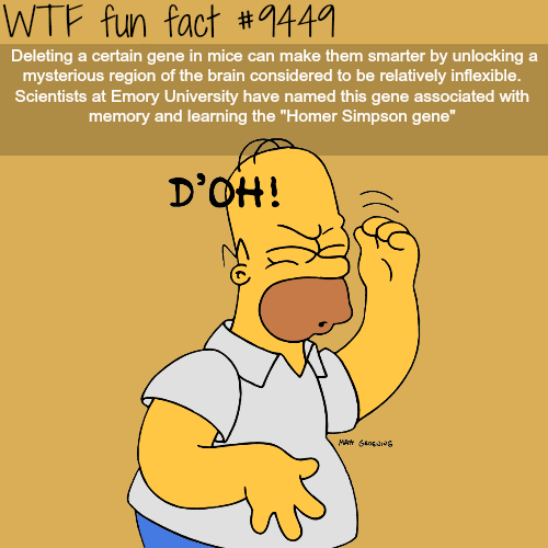 Homer Simpson Gene - WTF fun fact