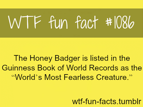 honey badger most fearless animal