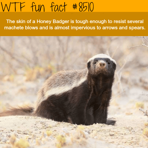 Honey Badger - WTF fun facts