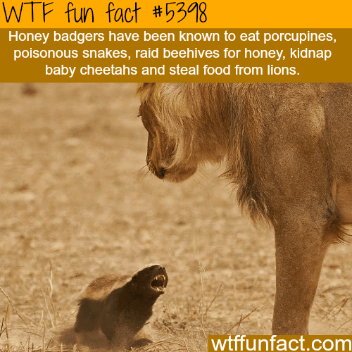 Honey badgers - WTF fun facts
