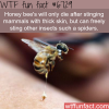 honey bee sting wtf fun fact