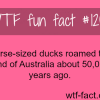 horse sized ducks
