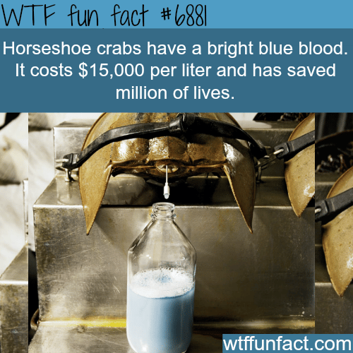 Horseshoe crab’s blood - WTF fun fact