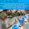 horseshoe crabs blood wtf fun facts