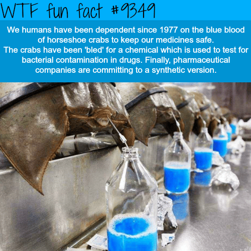 Horseshoe crabs blood - WTF fun facts