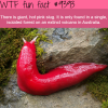 hot pink slug wtf fun facts