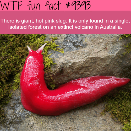 Hot Pink Slug - WTF fun facts