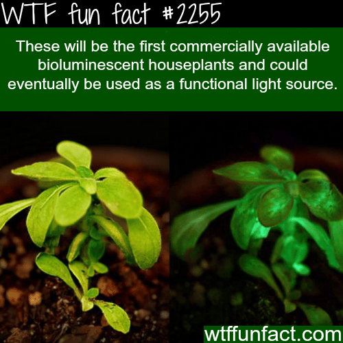 Houseplants that glow - WTF fun facts
