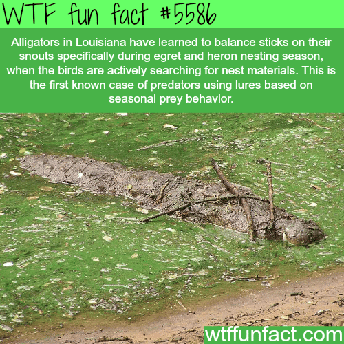 How alligators in Louisiana learned to lure birds - WTF fun facts