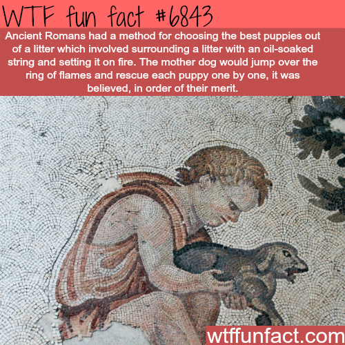 How ancient Roman chose the best puppy - WTF fun fact