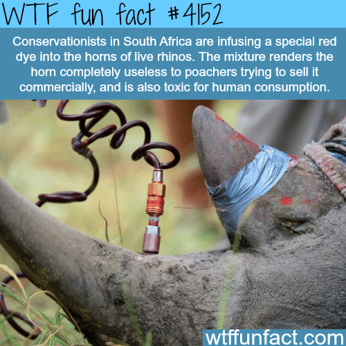 How conservationists are trying to save the rhinos -  WTF fun facts