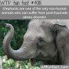 how elephants and humans are very alike wtf fun