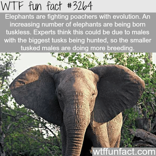 How elephants are fighting poachers -  WTF fun facts