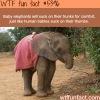 how elephants are much like humans wtf fun facts
