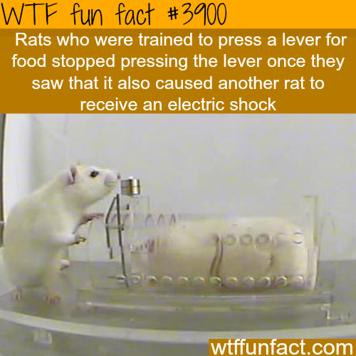 How empathetic are rats - WTF fun facts