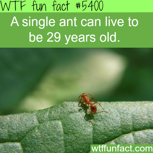 How long can an ant live - WTF fun facts