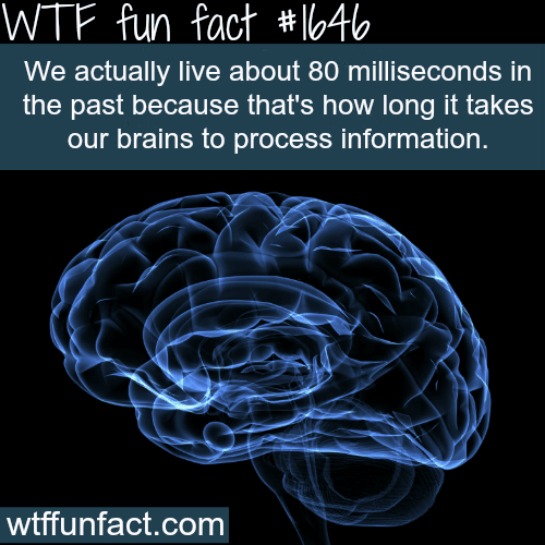 How long does the brain take to process infomation - WTF fun facts