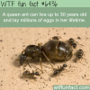 how long does the queen ant live for wtf fun