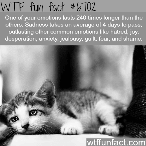 How long emotions can last - WTF fun fact