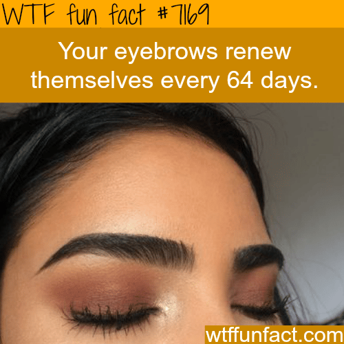 How long it takes for your eyebrows to grow - WTF Fun Fact