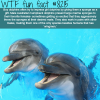 how male dolphins try to impress females wtf fun