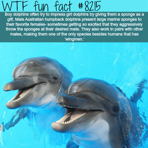 How male dolphins try to impress females - WTF fun fact