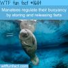how manatees regulate their buoyancy wtf fun