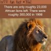 how many african lions are there in the world
