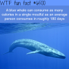 how many calories does a blue whale consume wtf