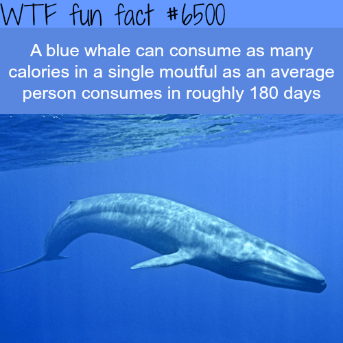 How many calories does a blue whale consume - WTF fun facts