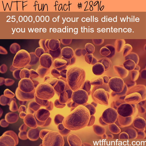 How many cells die in your body  -  WTF fun facts