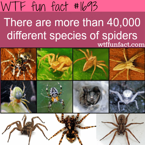 How many diffrent species of spiders are there? - WTF fun facts