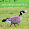 how many feathers on a single canadian goose wtf