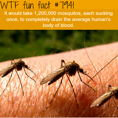 How many mosquitos it would take to drain a human - WTF fun facts 