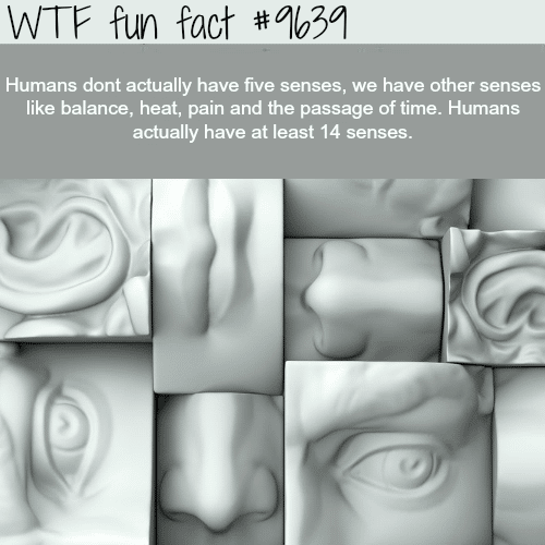 How many senses do humans have - WTF fun fact