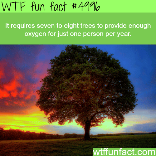 How many trees are needed to provide oxygen for each person - WTF fun facts
