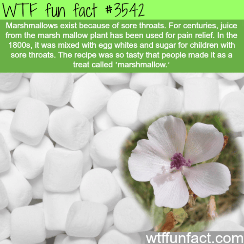 How marshmallows was invented - WTF fun facts