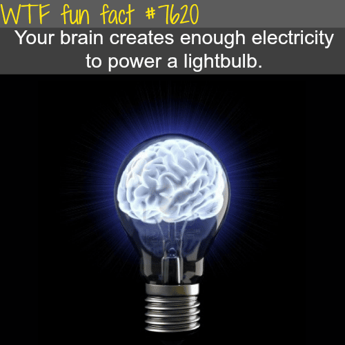How much electricity in your brain - WTF fun facts