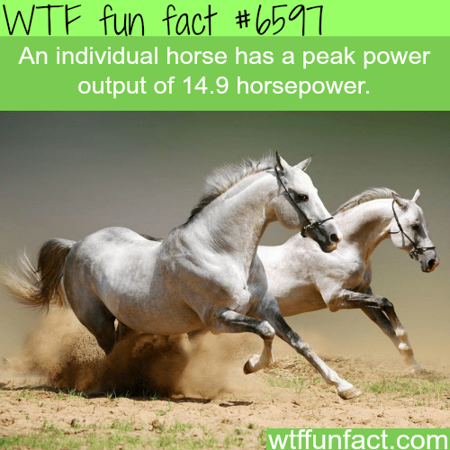 How much horsepower does an actual horse has - WTF fun facts