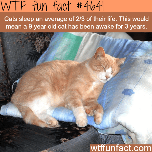How much of their life do cats spend sleeping - WTF fun facts