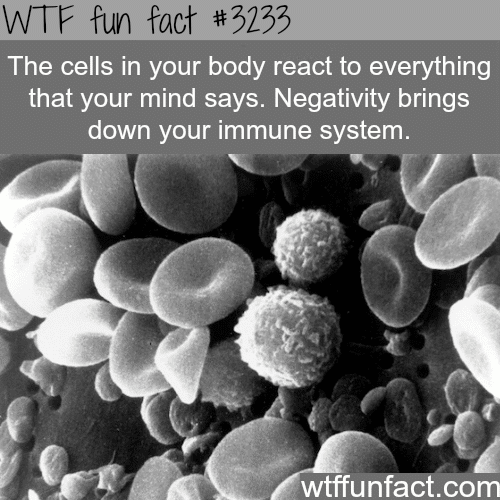 How negativity can bring down your immune system -  WTF fun facts