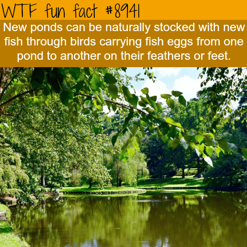 How new ponds can be naturally stocked with fish - WTF fun fact