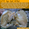 how pearls are made wtf fun facts