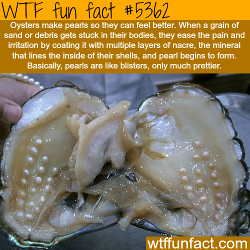 How pearls are made - WTF fun facts