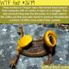 how poisonous is the newt