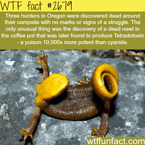 How poisonous is the Newt? - WTF fun facts