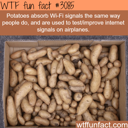 How potatoes are used to improve WIFI testing -  WTF fun facts